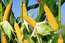 L'interdiction du maïs OGM MON810 de Monsanto annulée par le Conseil d'Etat